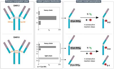 Kinetic models towards an enhanced understanding of diverse ADC conjugation reactions